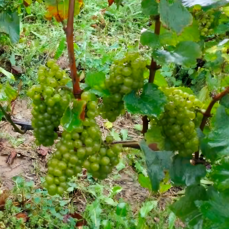 Bienesis startup agrotech vignoble etude2