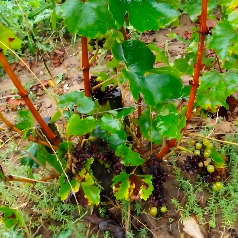 Bienesis startup agrotech vignoble etude3