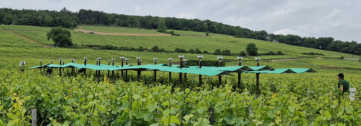 Bienesis-startup-agrotech-vignoble-frise4 Bienesis startup agrotech vignoble frise4