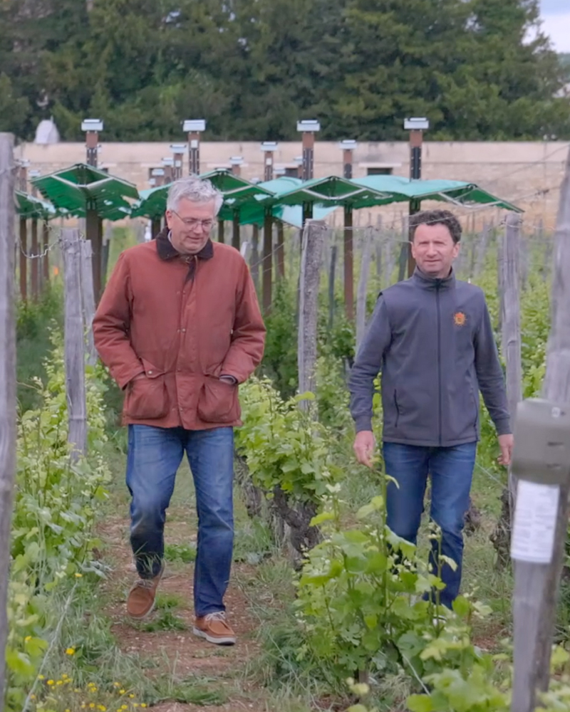 Bienesis startup agrotech vignoble temoins2